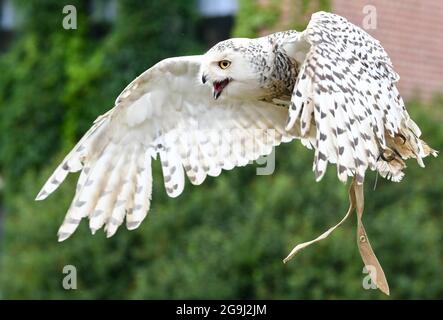 Potsdam, Deutschland. Juli 2021. Die verschneite Eule Naya fliegt während eines Greifvogelprogramms auf dem Falkenhof Ravensberge. Der Falkenhof vermittelt den Besuchern die Lebensweise einheimischer Raubvögel. Es ist die Heimat einer Station für den Fang und die Wiederansiedlung von Wildtieren geschützter Arten. Im Waldhaus des Vereins Wald-Jagd-Naturerlebnis e.V. werden Seminare, Projekttage und ein Feriencamp angeboten. Quelle: Jens Kalaene/dpa-Zentralbild/ZB/dpa/Alamy Live News Stockfoto