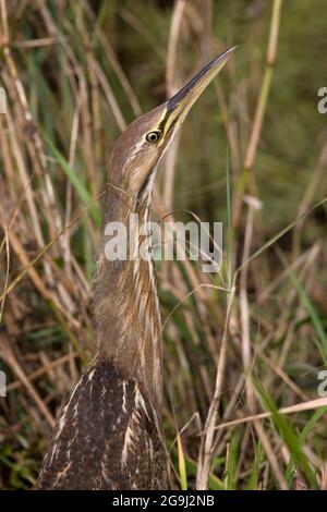 American Bittern, Botaurus lentiginosus, im Everglades National Park, Florida, USA Stockfoto