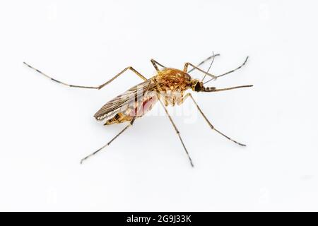 Gefährlicher Zika-infizierter Moskito an der Weißen Wand. Leishmaniose, Encephalitis, Gelbfieber, Dengue, Malaria, Mayaro oder Zika Virus Infektiöses Cu Stockfoto