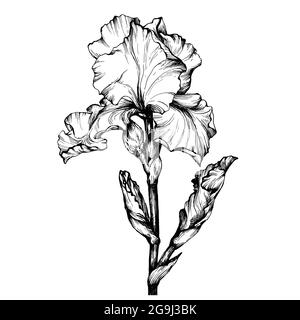 Grafik der Astblume Iris. Malbuch Seite Doodle für Erwachsene und Kinder. Schwarz-weiße Umrissdarstellung. Dekorative Zierblumen Stockfoto