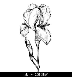 Grafik der Astblume Iris. Malbuch Seite Doodle für Erwachsene und Kinder. Schwarz-weiße Umrissdarstellung. Dekorative Zierblumen Stockfoto