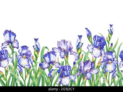 Floraler nahtloser Rand mit blühenden violetten Iris, auf weißem Hintergrund. Horizontale Panoramaansicht. Isolierte Aquarellmalerei. Stockfoto