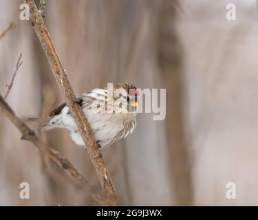 Gemeiner Rotausch (Carduelis flammea) auf einem Baumzweig Stockfoto