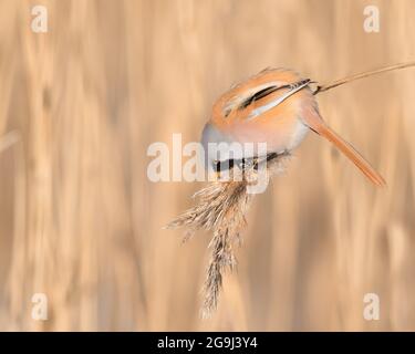Gemeiner Rotausch (Carduelis flammea) auf einem Baumzweig Stockfoto