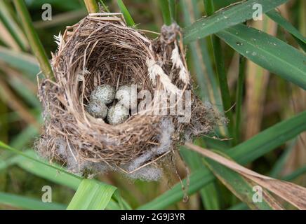 Nest von Schilfrohrsänger, Acrocephalus scirpaceus, in Schilf gebaut, Brent Reservoir, London, Vereinigtes Königreich Stockfoto