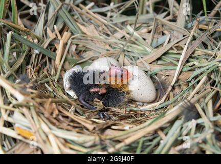 Eurasisches Rußnest mit Eiern, Fulica atra, Brent Reservoir, London, Vereinigtes Königreich Stockfoto