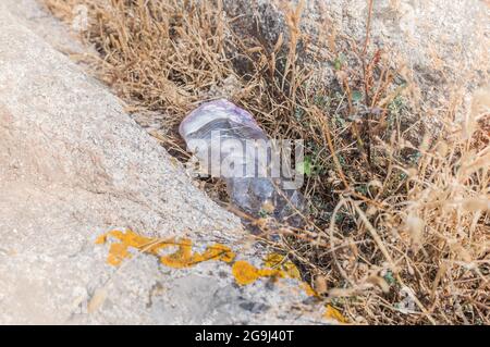 Zerknitterte Plastikflasche auf dem Feld, Umweltverschmutzung Stockfoto