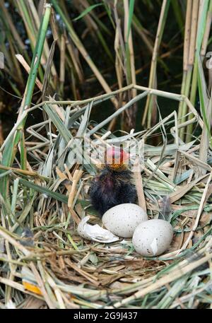Eurasisches Rußnest mit Eiern, Fulica atra, Brent Reservoir, London, Vereinigtes Königreich Stockfoto