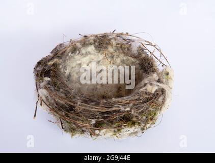 Nest des europäischen Goldfinkens, Carduelis carduelis, isoliert auf weißem Hintergrund, London, Vereinigtes Königreich Stockfoto