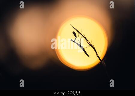 Eine Silhouette der europäischen Mantis (Mantis religiosa) auf einem Gras, Sonne auf einem Hintergrund. Goldene Hintergrundbeleuchtung, Sonnenuntergang und Dunkelheit. Stockfoto