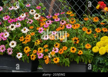 Wunderschöne Zinnia-Blüten blühen im Garten Stockfoto