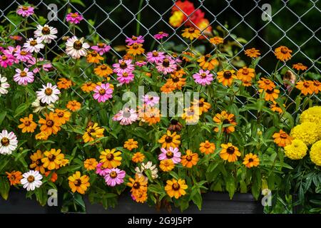 Wunderschöne Zinnia-Blüten blühen im Garten Stockfoto