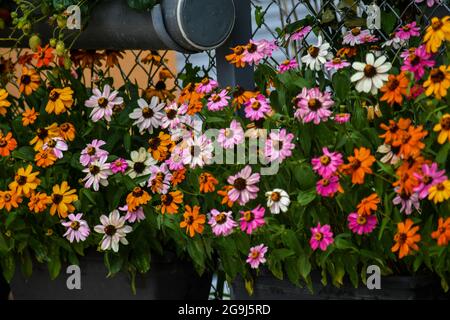 Wunderschöne Zinnia-Blüten blühen im Garten Stockfoto