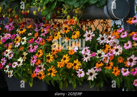 Wunderschöne Zinnia-Blüten blühen im Garten Stockfoto