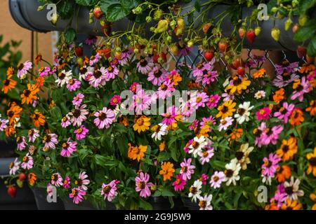 Wunderschöne Zinnia-Blüten blühen im Garten Stockfoto