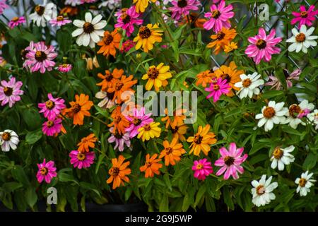 Wunderschöne Zinnia-Blüten blühen im Garten Stockfoto