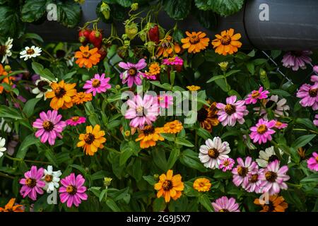 Wunderschöne Zinnia-Blüten blühen im Garten Stockfoto