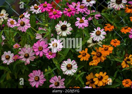 Wunderschöne Zinnia-Blüten blühen im Garten Stockfoto