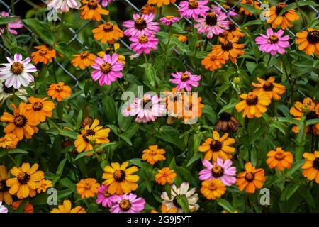 Wunderschöne Zinnia-Blüten blühen im Garten Stockfoto