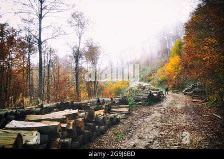 Bäume abhauen, die für die Winterheizung verwendet werden. Entwaldung ist ein Umweltproblem. Ungeplantes Schneiden von Bäumen. Stockfoto