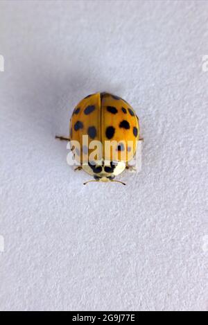 Draufsicht, Makroaufnahme eines Käferkäfers mit orangen Flügeln und schwarzen Flecken, gewöhnliches Insekt Europas. Coccinelidae auf weißem Hintergrund Stockfoto