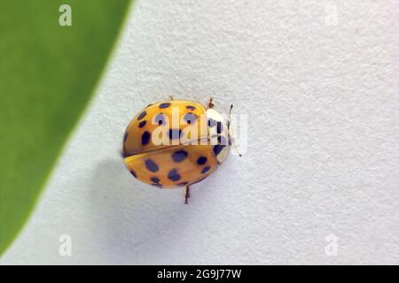 Selektiver Fokus, Draufsicht, Makroaufnahme eines Käferkäfers mit orangen Flügeln und schwarzen Flecken, gewöhnliches Insekt Europas. Coccinelidae sitzen auf einem Stockfoto