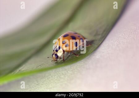 Eine Makroaufnahme eines Käferkäfers mit orangen Flügeln und schwarzen Flecken, ein häufiges Insekt Europas. Coccinellidae sitzen auf einem grünen Blatt gegen weißes b Stockfoto