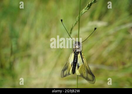 Nahaufnahme von gelben funky Schmetterling auf Grashalm Stockfoto