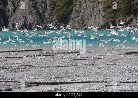 Schwarm von Möwen, die am Fluss Coscodon über dem serre Ponçon Lake france fliegen Stockfoto