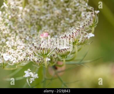 Wilde Karotte (daucus carota) wächst auf den Chalklands der Salisbury Plain, Großbritannien Stockfoto