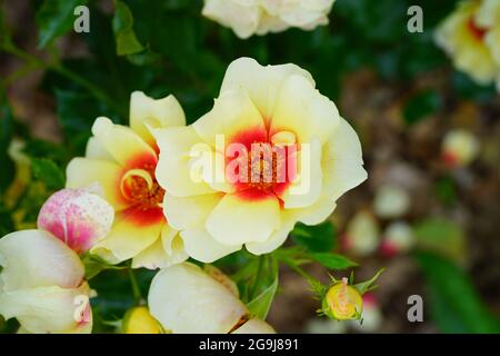 Gelbe und orange herrliche Babylon Augen Rosenblüte wächst im Garten Stockfoto