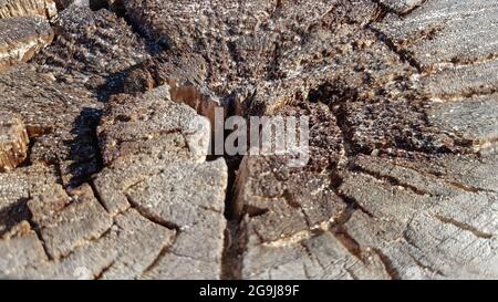 Holz alten Stumpf, Holz Textur Hintergrund. Gesägtem Baum mit Rissen. Runder abgeschnittener Baum mit Jahresringen als Holzstruktur Stockfoto