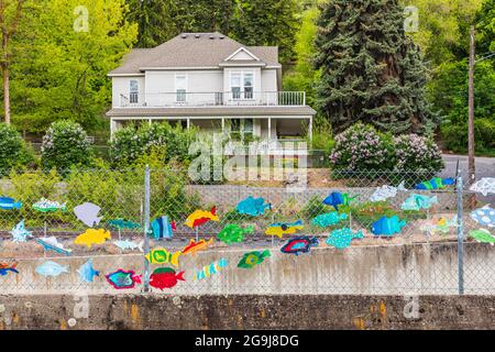 Colfax, Washington, USA. 22.Mai 2021. Farbenfrohe Zierfische auf einem Kettengliederzaun. Stockfoto