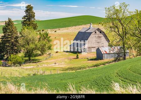 Colfax, Washington, USA. 22.Mai 2021. Grau verwitterte Scheune auf einem Bauernhof in den Palouse Hills. Stockfoto