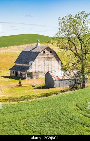 Colfax, Washington, USA. 22.Mai 2021. Grau verwitterte Scheune auf einem Bauernhof in den Palouse Hills. Stockfoto