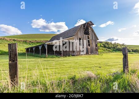 Pullman, Washington, USA. 22.Mai 2021. Eine grau verwitterte Scheune in den Palouse Hügeln. Stockfoto