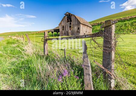 Pullman, Washington, USA. 22.Mai 2021. Eine grau verwitterte Scheune in den Palouse Hügeln. Stockfoto