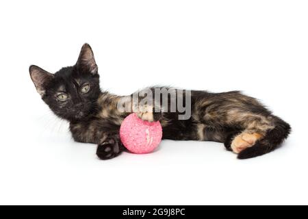 Kleines dreifarbiger Jungtier von 3 Monaten liegt mit einem rosa Ball, isoliert auf weiß. Stockfoto