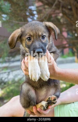 Kleiner obdachloser Welpe in den Händen eines Tierheims-Freiwilligen Stockfoto