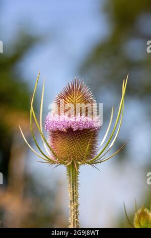 Wilder Teasel, auch bekannt als Dipsacus Fullonum Stockfoto