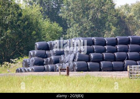 Ein Stapel runder Heuballen, in schwarzem Kunststoff auf einem Feld eingewickelt Stockfoto