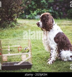 Ein Papagei in einem Käfig im Freien, ein Jagdhund sitzt daneben und sieht ihn an. Stockfoto