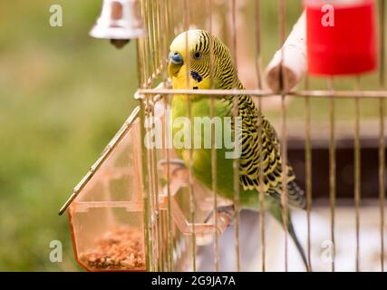 Ein Papagei in einem Käfig sitzt auf einem Futterhäuschen und pickt Getreide. Niedlicher grüner Wellensittich. Stockfoto