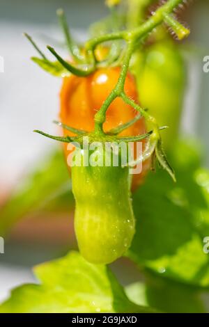 Frische Tomaten wachsen in einem Bio-Hausgarten Stockfoto