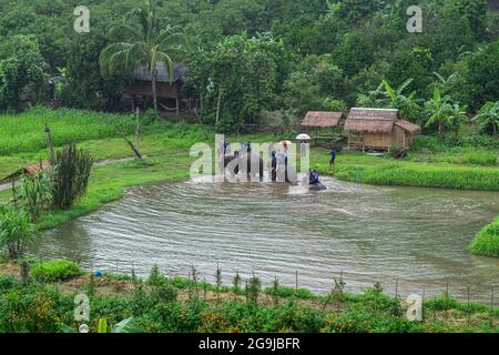 Elefanten kehren nach einer Fahrt mit Touristen zu ihrem Zufluchtsort zurück. Changmai, Thailand Stockfoto