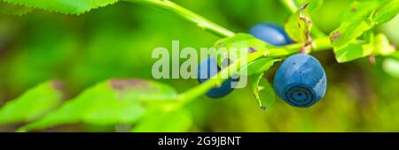 Heidelbeere. Heidelbeerbusch im Wald auf einem Zweig mit Blättern. Nahaufnahme von reifen Blaubeeren. Stockfoto