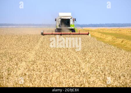 Ein moderner Erntemaschinen mäht an einem heißen sonnigen Sommertag reifen, gelb getrockneten Weizen auf einem Feld. Stockfoto