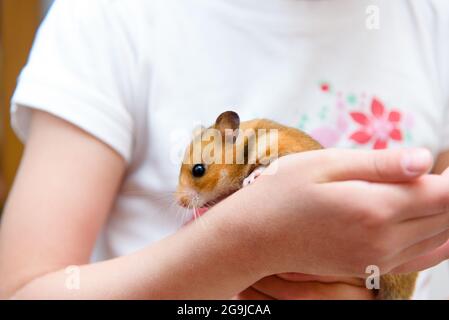 Roter, zahme Hamster in den Händen des Kindes Stockfoto