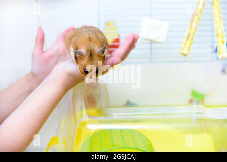 Roter, zahmer Hamster in den Händen eines Kindes Stockfoto