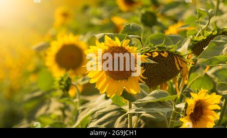 Die Sonnenblumen im Feld unter der Sommersonne am Sonnenuntergang. Wunderschöne Sonnenblumen mit selektivem Fokus und geringer Schärfentiefe. Stockfoto